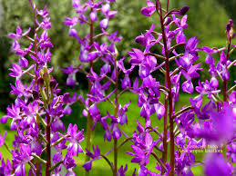 Image result for Alchornea laxiflora