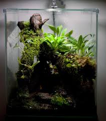 Pin On Paludariums Nature In A Box