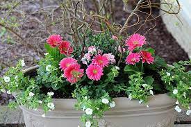 5 Easy Steps To Beautiful Garden Planters Flower Pots Flower Pots Outdoor Gerbera