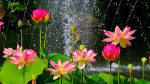 Lotus Flower Wallpaper Hd Download Of Pink Lotus Flower 1920x1080 In 2020 Lotus Flower Wallpaper Lotus Image Lotus Flower Images