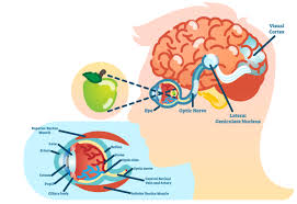 Maybe you would like to learn more about one of these? How Vision Works Brainhq From Posit Science