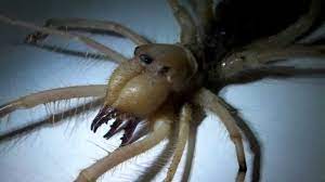 Clean a camel spider bite immediately. Camel Spiders Can Kill You And Other Camel Spider Myths Youtube