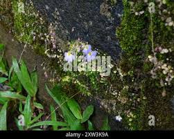 Image result for Utricularia striatula