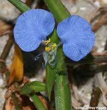 Image result for Commelina capitata