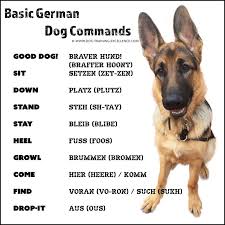 21 German Dog Commands To Train Your Dog German Dog Commands German Dogs Dog Commands