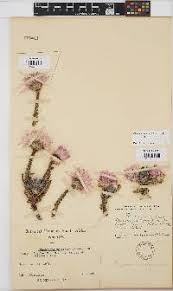 Image result for Philyrophyllum schinzii