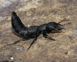 Can a devil's coach horse bite a human? Pin On Insects Spiders And Bugs