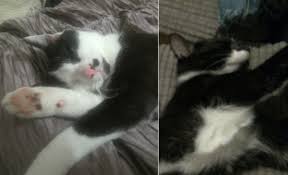 Cats will most likely need to be hospitalized for several days. Warning Issued After Two Cats Die Of Suspected Antifreeze Poisoning In Shrewsbury