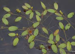 Image result for Potamogeton octandrus