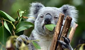 Pets at rest qld understands how painful losing a beloved pet can be, pet funeral, pet cremation services, pet cremation cost, sunshine coast, gold all pets at rest qld proceeds are contributed to rspca queensland to help over 50,000 animals that are in care. House Sitting Jobs Brisbane Aussie House Sitters