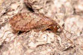 Image result for Englerina muerensis