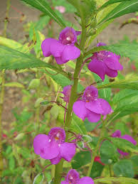 Compare prices & read reviews. Please Help Me Identify A Plant From My Childhood
