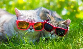 They will get a chance to play and cool off at the same time. Clinic News Cool Cats For The Summer Safe Haven For Cats