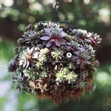 Succulent Hanging Basket Durreresistente Pflanzen Hangekorb Garten