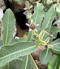 Image result for Raphionacme madiensis