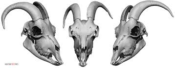Animal Skulls Anatomy 360 Animal Skulls Goat Skull Skull Model