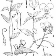 Image result for Commelina diffusa