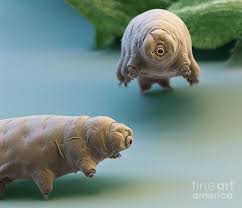 Water Bear Art Print By Eye Of Science And Science Source Tardigrade Bear Art Weird Animals