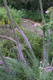 Image result for Pycnostachys schliebenii