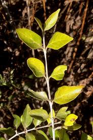 Image result for Afrocanthium mundianum