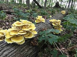 Come see us and these beautiful, wild foraged michigan mushrooms tod.ay! Golden Oysters On An Oak Log My First Time Foraging In Central Michigan Mycology