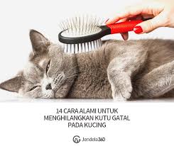 Tapi kali ini kita tidak hanya membahas mengenai bulu ketiak namun mengenal teknologi berbasis cahaya sebagai cara menghilangkan bulu permanen. 14 Cara Alami Untuk Menghilangkan Kutu Gatal Pada Kucing