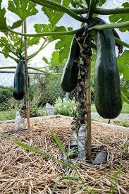 We did not find results for: How To Grow Zucchini Courgette And Enjoy It All Summer Long