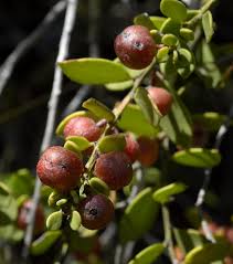 Image result for Gymnosporia heterophylla