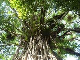 This tree looks like the one from avatar! For Avatar Fans Tree Of Souls Cathedral Fig Tree Yungaburra Traveller Reviews Tripadvisor