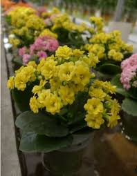 Kalanchoe Blossfeldiana Yellow Flower Means Wish