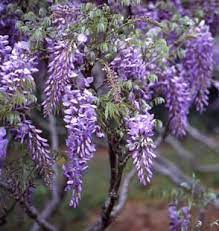 Allgardeningzone Com Wisteria Tree Wisteria Plant Purple Flower Names