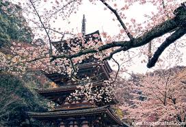 صور الطبيعة الخلابة بمناسبة دخول فصل الربيع Japanese Cherry Tree Beautiful World Japan