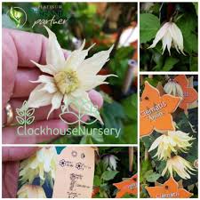 We did not find results for: Clematis Chiisanensis Amber Clematis Amber Uploaded By Clockhousenursery