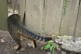Is your network connection unstable or browser outdated? What To Do If Your Cat Gets Away Adventure Cats