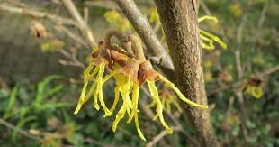 Image result for Hamamelis mollisi