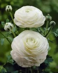 Although few flowers can match the roses' sweet scent, some flower varieties look similar to roses. Is There A Flower That Looks Like A Rose Or Can Be Easily Mistaken For A Rose But Does Not Have Thorns Quora