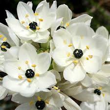 Check spelling or type a new query. Ornithogalum Arabicum Dreisbach Wholesale Florists