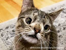 This Sanctuary Is Dedicated To Odd Cats Because All Cats Are Special Crazy Cats Cat Sanctuary Cats