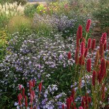 Sanguisorba Blackthorn With Aster Little Carlow Garden Inspiration Garden Design Charming Garden