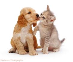 48 Cute Puppy And Kitten Wallpapers On Wallpapersafari Are you searching for cute kitten puppy png images or vector? 48 cute puppy and kitten wallpapers