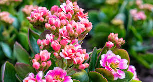 No, fortunately, these are nontoxic to both dogs and cats. Which Plants Are Poisonous To Cats A Complete Guide