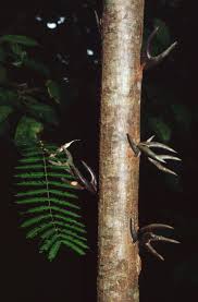 Image result for Acacia pilispina