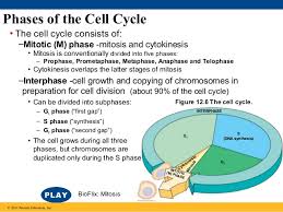 Bioflix Activity Mitosis Events Of Mitosis Answers Cap 12 Ciclo Celular