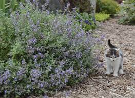 Cat S Meow Catmint Nepeta Faassenii Cat Mint Plant Cats Meow Proven Winners