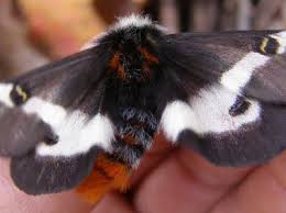 Black And White Spotted Moth Ohio Blue Jay Barrens Buck Moth Moth Buck Blue Jay