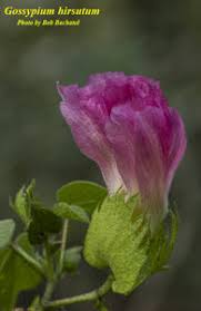 Image result for Craterostigma hirsutum