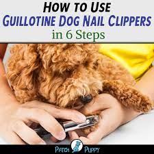 How to trim your dog's claws with guillotine clippers. How To Use Guillotine Dog Nail Clippers In 6 Steps Patchpuppy Com Dog Nail Clippers Dog Nail Pet Health