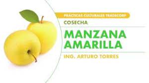 Manzana Amarilla Cosecha Youtube