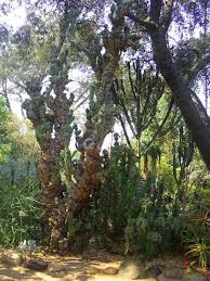 Thoughts On Architecture And Urbanism Landscape Landscape Projects Cactus Garden