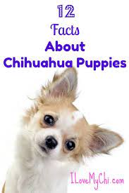 Check spelling or type a new query. 12 Facts About Chihuahua Puppies I Love My Chi